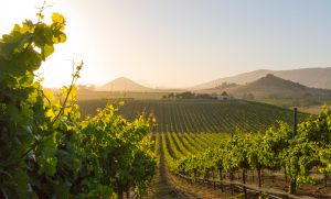 Vineyard at dawn Vineyard at dawn, showing vines in the morning light with hills in the background