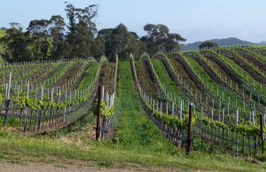 Vineyards on a hill side Vineyards on a hill side, showing a rolling hill covered in grape vines at Wolff Vineyards