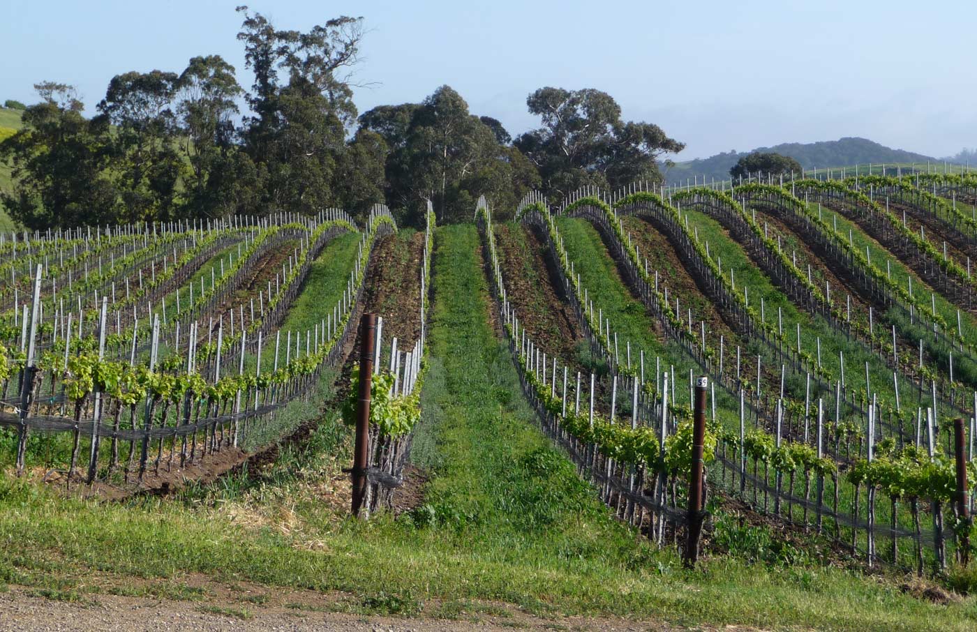 a rolling hill covered in grape vines at Wolff Vineyards
