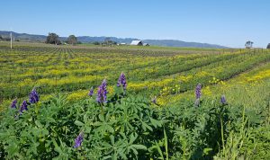 Wild mustard and lupine in the vineyard Wild mustard and lupine in the vineyard, showing rows of bare vines with mustard and lupine in bloom