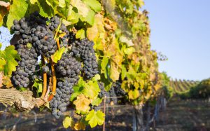Red wine grapes ready for harvest Red wine grapes ready for harvest, showing beautiful red wine grapes on the vine