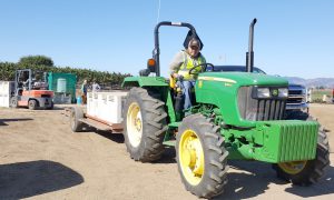 Worker hauling crates of grapes with a green tractor Worker hauling crates of grapes with a green tractor